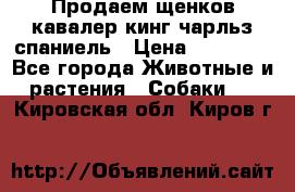 Продаем щенков кавалер кинг чарльз спаниель › Цена ­ 60 000 - Все города Животные и растения » Собаки   . Кировская обл.,Киров г.